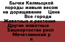 Бычки Калмыцкой породы живым весом на доращивание. › Цена ­ 135 - Все города Животные и растения » Другие животные   . Башкортостан респ.,Мечетлинский р-н